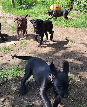 Doodel Welpen  Bild 5