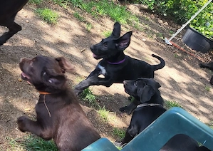 Doodel Welpen  Bild 3