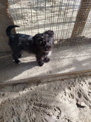 Fini   klein und auf der Suche nach großem Glück