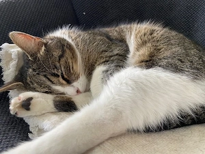 Sensible Kuschelkatze Suzy sucht liebevolles Zuhause