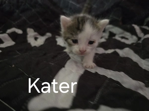 katzenkitten 
