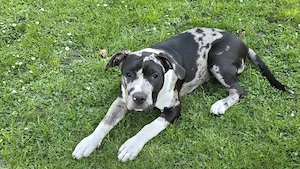 American Bullys xl Hündinnen