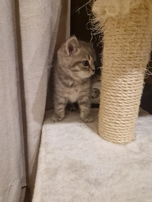 Katze Britisch Kurzhaar 