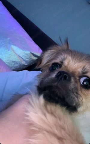 Pekinese Hündin