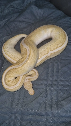 Königspython Weibchen von 2023 