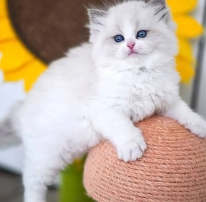 Top-Angebot: Ragdoll-Kätzchen + Komplettes Zubehör   sofort abgabebereit