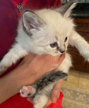 Atemberaubendes Ragdoll-Kätzchen mit blauen Augen   hypoallergen und wunderschön