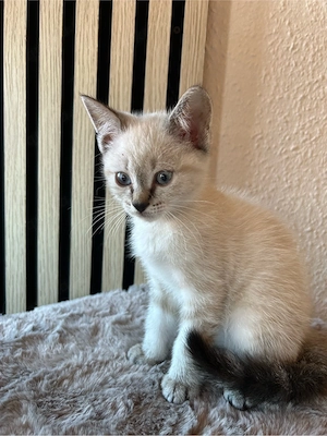 bkh Kater sucht zuhause