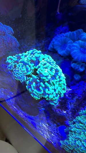 Hobbyaufgabe Euphylia grün 