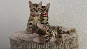 Wunderschöne Bengal-Kätzchen suchen liebevolles Zuhause (reinrassig)