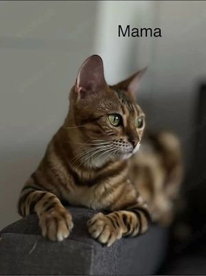 ABGABEBEREIT!!!Reinrassige Bengal Kätzchen suchen ein neues Zuhause Bild 6