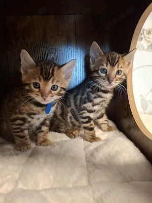 3 Wunderschöne Reinrassige Bengalkitten Bild 3