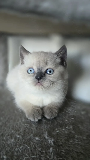 BKH Kitten