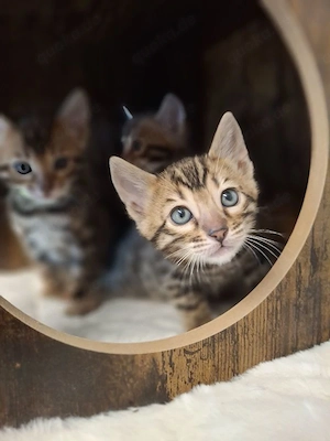 3 Wunderschöne Reinrassige Bengalkitten Bild 2