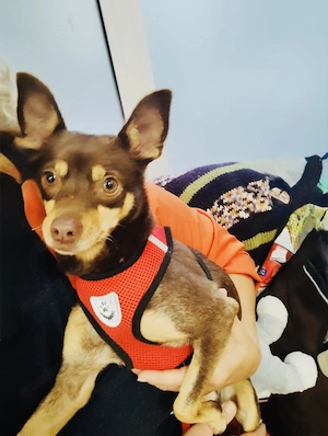 Zwergpinscher Mädchen Mocca 