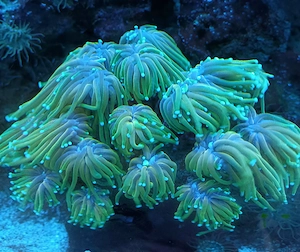 Verschiedene Euphyllia Ableger 