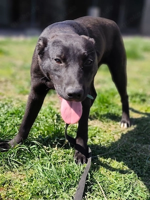 24 L - Ich bin lieb, aktiv und sehr verspielt, und ich brauche geistige und körperliche Auslastung