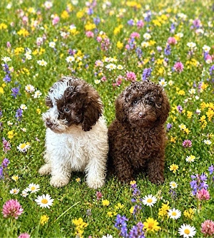 Bezaubernde Toy&Zwerg Pudel Welpen 