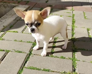 Welpe *IGI* Kleiner Racker mit Handicap auf der Suche nach einer eigenen Familie mit Herz