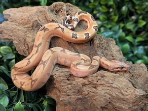 Boa ci Blood Labyrinth 