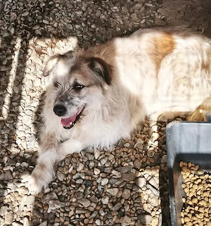 Idefix - ein Sonnenschein sucht sein Glück