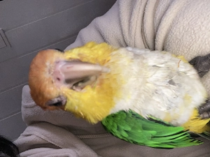 Sehr zahmer Rostkappenpapagei 1.0 abzugeben 