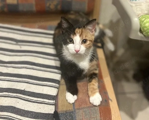 katzen Mädchen abzugeben 