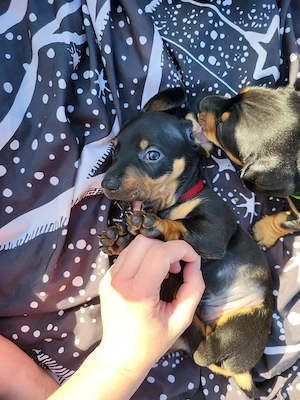 Dackel Welpen   Kurzhaar   Rüde   Schwarz   Standard-Dackel   Zwerg-Dackel