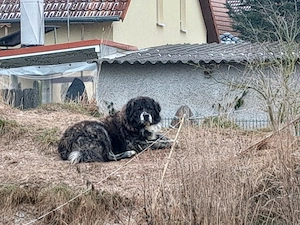 HsH Kaukasen Mischling Rüde 