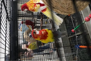 rosella paar mit 4 eier 