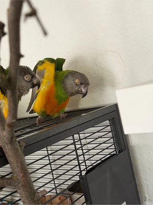 Senegal Papagei   Mohrenkopf