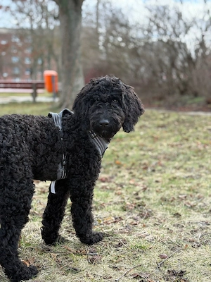 Labradoodle F1BB 