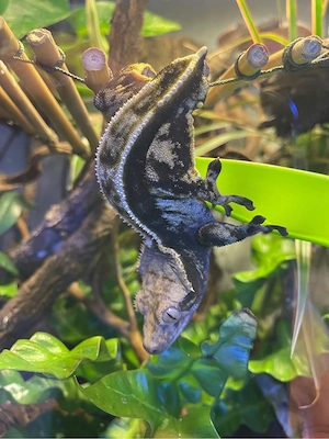 Correlophus ciliatus Kronengecko Dark Based Harlequin 1.0