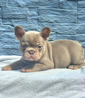 Französische bulldoggen welpen Abzugeben 