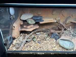 Terrarium 120x60x60 mit 3 Black night Leos abzugeben Bild 2