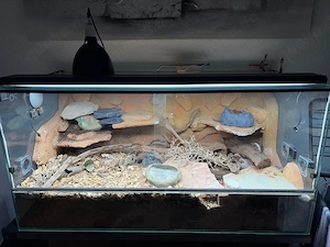 Terrarium 120x60x60 mit 3 Black night Leos abzugeben