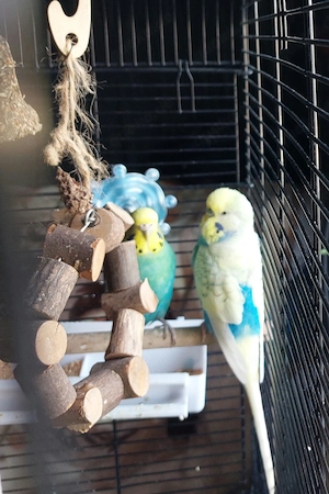 Pärchen 4 jahre alt