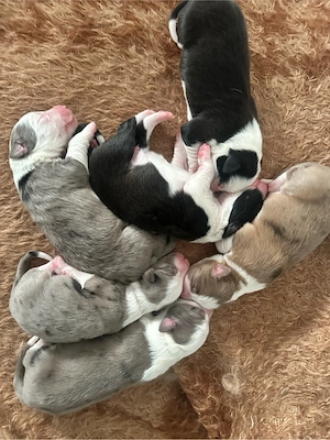 Die welpen sind da  - Reinrassige gesunde Border Collie welpen Bild 7