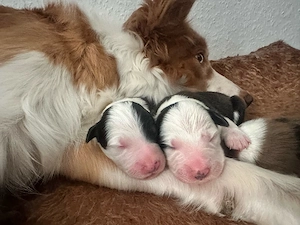 Die welpen sind da  - Reinrassige gesunde Border Collie welpen Bild 5