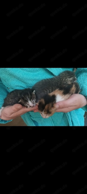 Baby Kätzchen Kitten