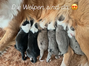Die welpen sind da  - Reinrassige gesunde Border Collie welpen Bild 6