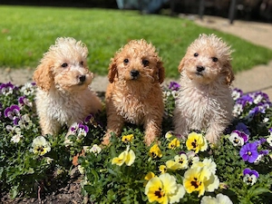 Wunderschöne Maltipoo Welpen suchen fürimmer Zuhause