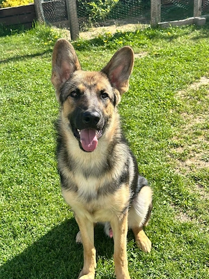 Ares   voller Energie und Herz auf der Suche nach seinem Team