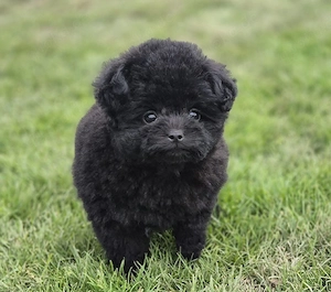 Pomapoo letzte Weibchen ab sofort 