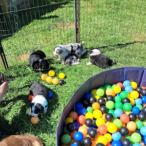 Reinrassige Australian Shepherd Welpen 
