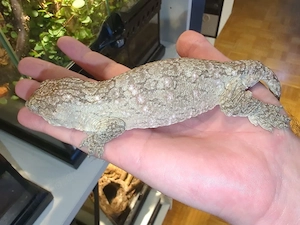 1,0 Rhacodactylus leachianus Bayonnaise CB25
