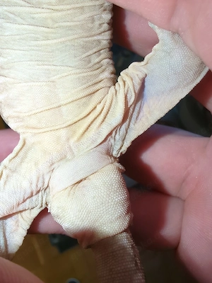 1,0 Rhacodactylus leachianus Bayonnaise CB25 Bild 3