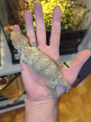 1,0 Rhacodactylus leachianus Bayonnaise CB25 Bild 2