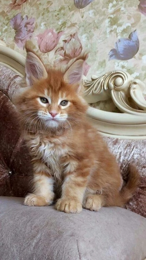 Zwei entwurmte Maine-Coon-Kätzchen