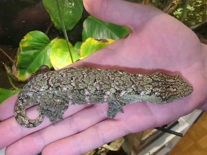 1,0 Rhacodactylus leachianus Bayonnaise CB25